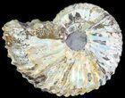 Hoploscaphites Ammonite - South Dakota #62613-1